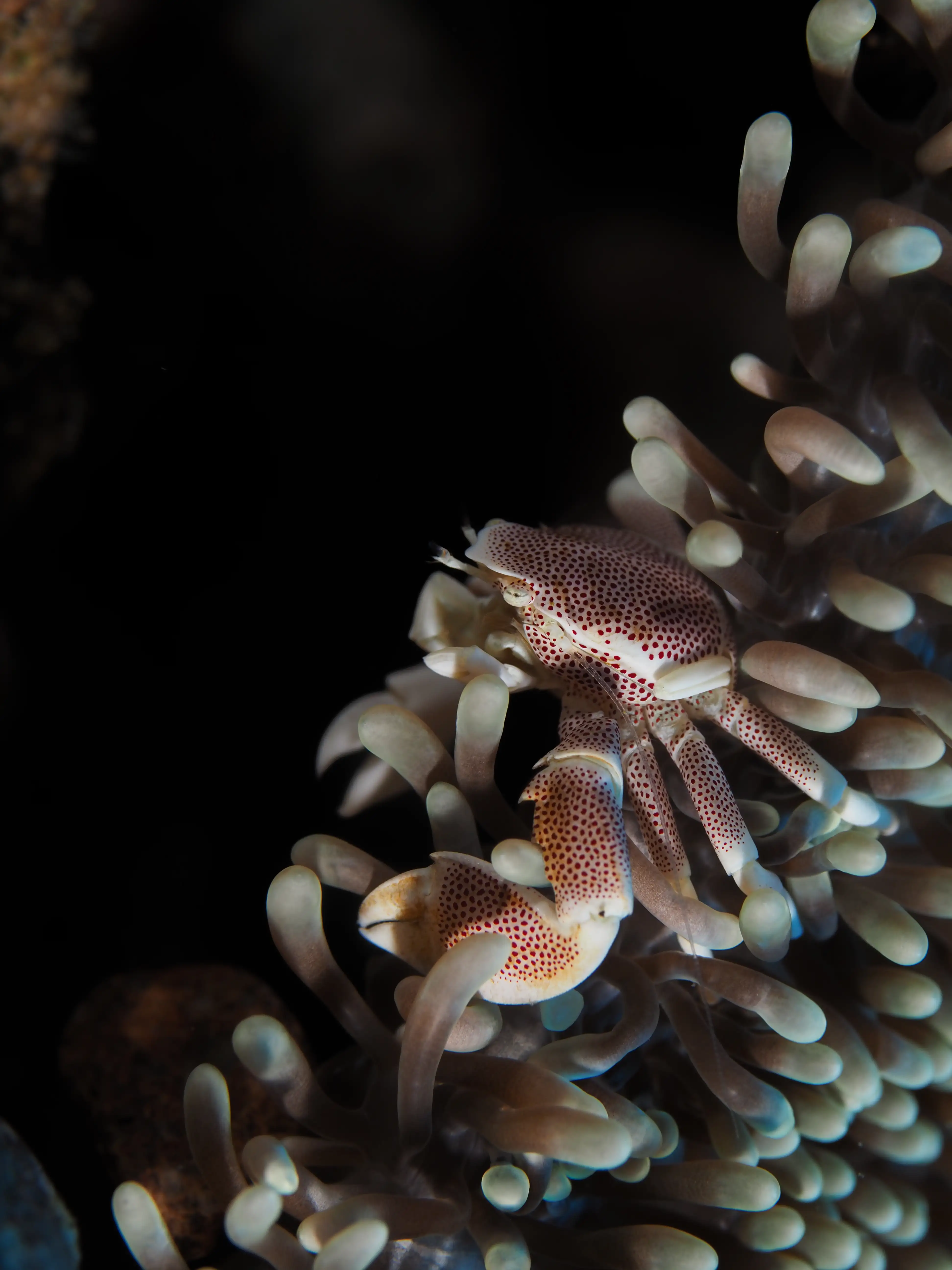 Porcelain crab - La Tortue house reef - 5m